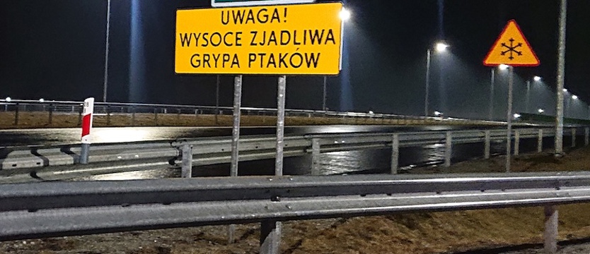 Ptasia grypa w Szczecinie