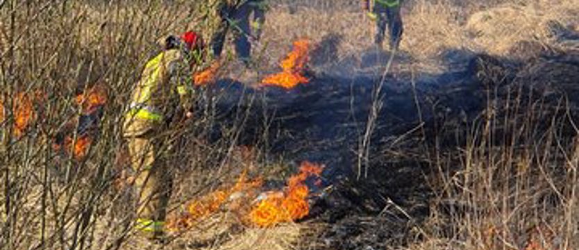Pożar traw na szczecińskim Warszewie