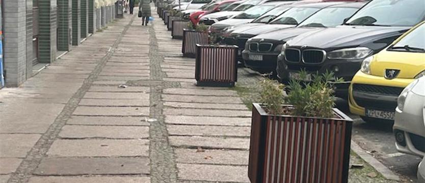 Jagiellońską oplotą dzikie pnącza