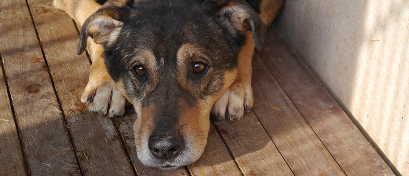 Roni jak marzenie (film)