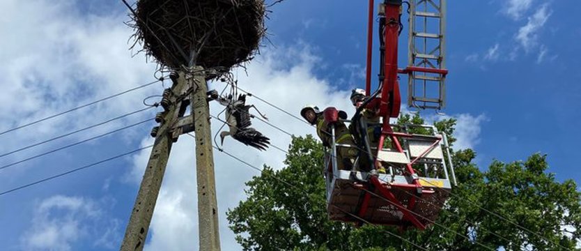 Bocian zwisł głową w dół na słupie elektrycznym