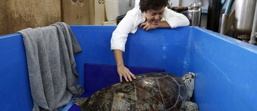 Prawie 1000 monet w brzuchu żółwia