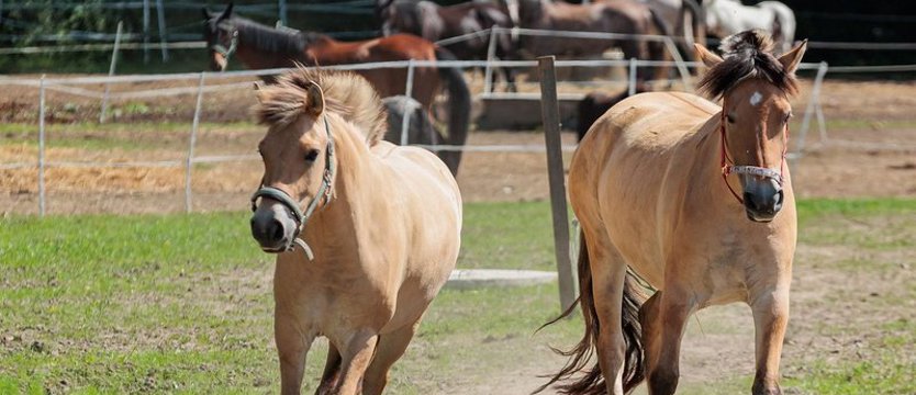 Cztery nowe konie w Akademickim Ośrodku Jeździeckim ZUT