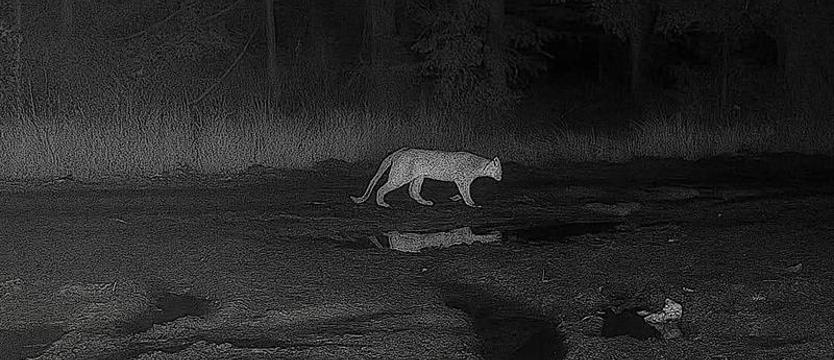 Tropy wielkiego kota. Fotopułapka, relacje świadków i komunikat o potencjalnym zagrożeniu