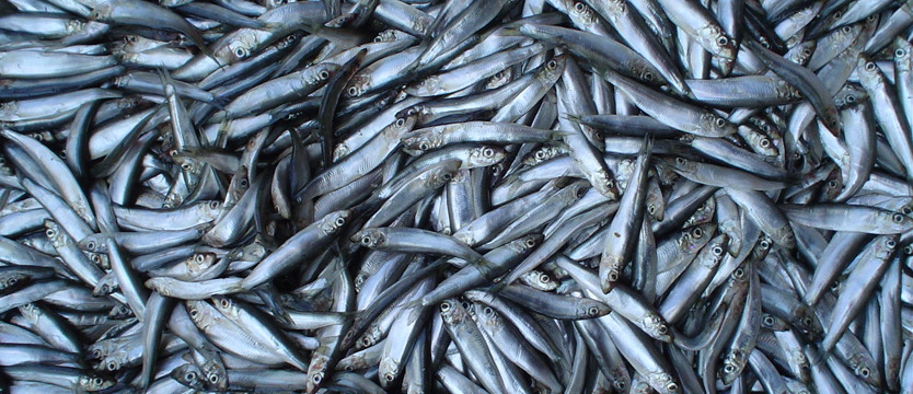 Polskie szprotki nie w smak Rosji