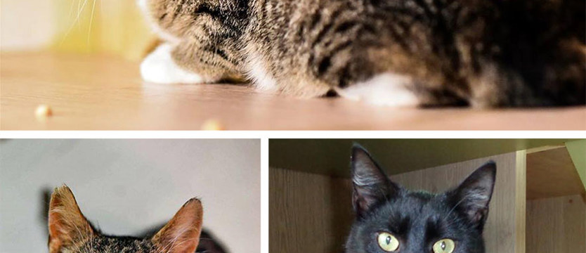 Agrafka, Nero i Alex