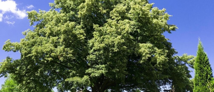 Internauci wybiorą polskie Drzewo Roku; kandydatów jest 16