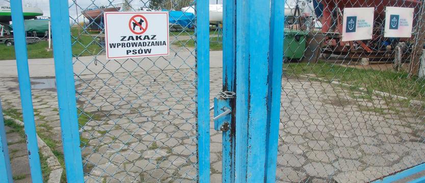 Trzebież odradza się