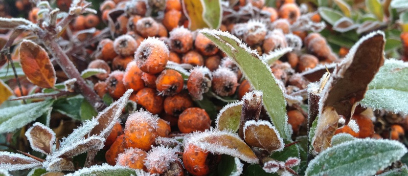 Uwaga! W nocy przymrozki