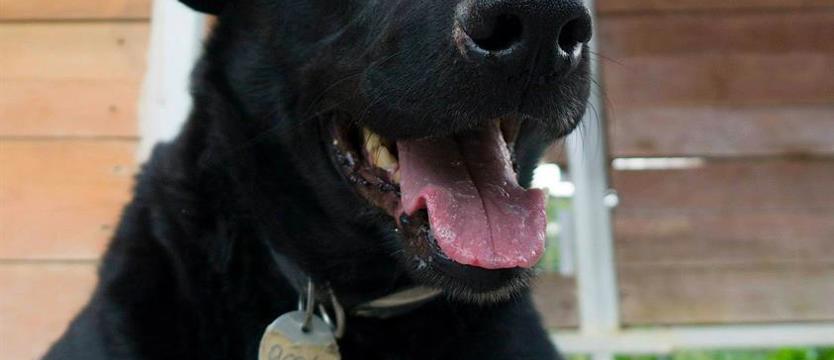 Negro z uchem klapniętym (film)