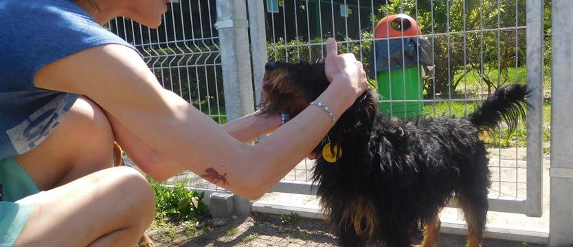 Szczotek dla aktywnej rodziny