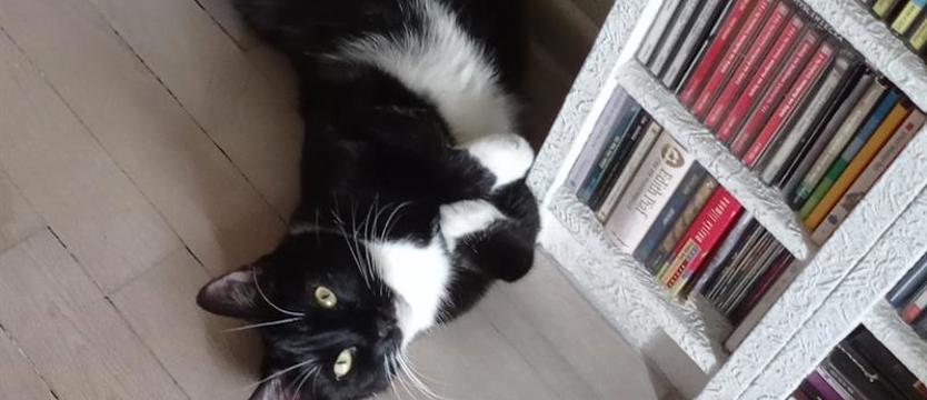 Dzień kota w bibliotece