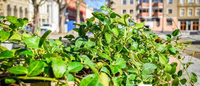 Zieleń dla Orła Białego. Wartość dodana: morze roślin ozdobnych oraz drzewa