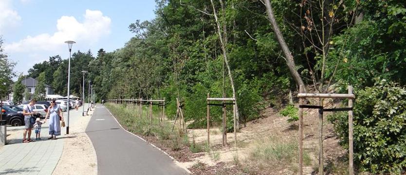 Ważne każde drzewo! Radny o nowych nasadzeniach: „To systemowa porażka"