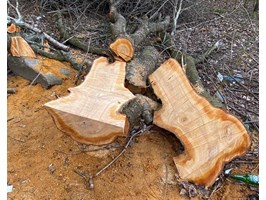W sprawie „Przygodnej”. Po ścięciu drzew – wniosek do prokuratury