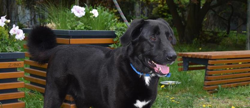 Weź mnie KURIEREM do domu. Kto dostrzeże Mustiego?