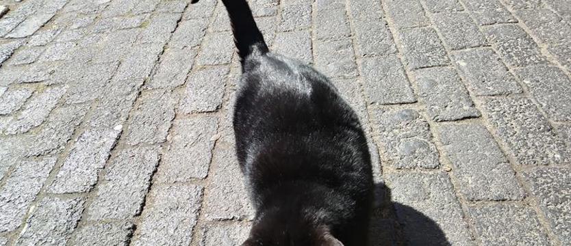 Koci celebryta ze Śródmieścia