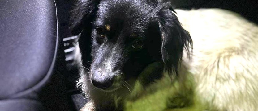 Policjant uratował psa błąkającego się przy trasie S6