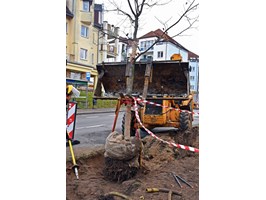 Przesadzają drzewa na Modrej i Koralowej w Szczecinie
