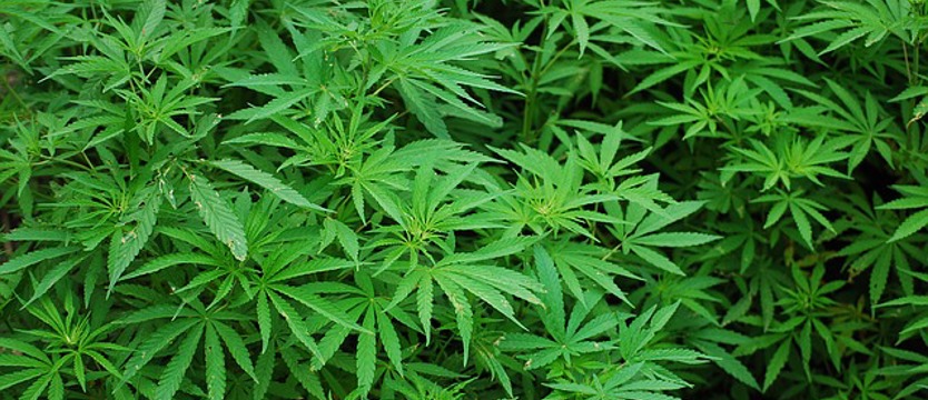 Sejm za ułatwieniem dostępu do preparatów z konopi