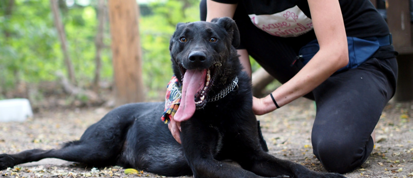 Łapek: szczęście na łapach trzech