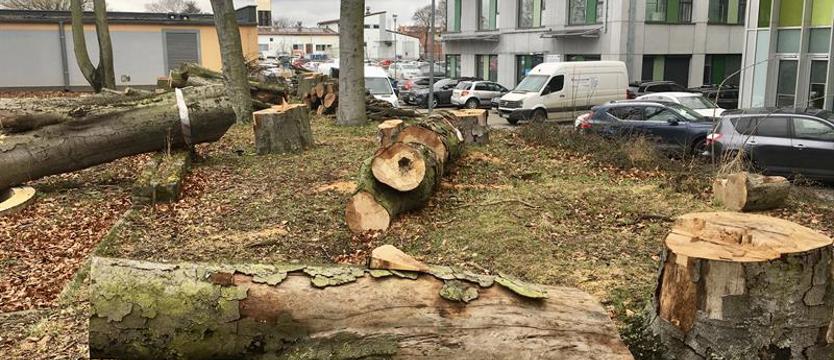 Negatywny bilans zieleni. Ścięte przy okazji?