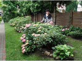 Oddech w ogrodzie hortensji i róż 