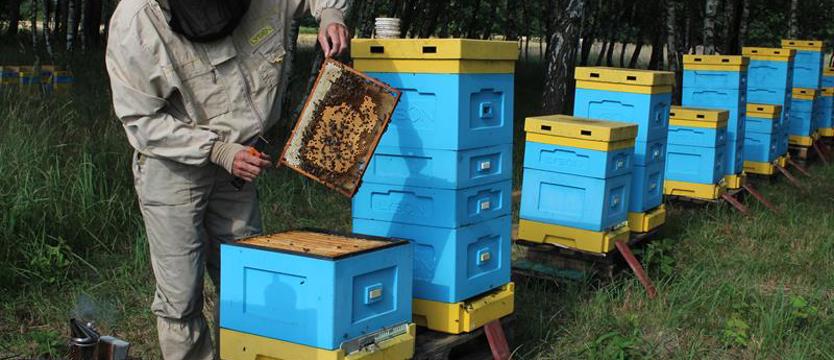 Prawdziwy tylko od pszczelarza. Sekrety pasieki i dobrego miodu