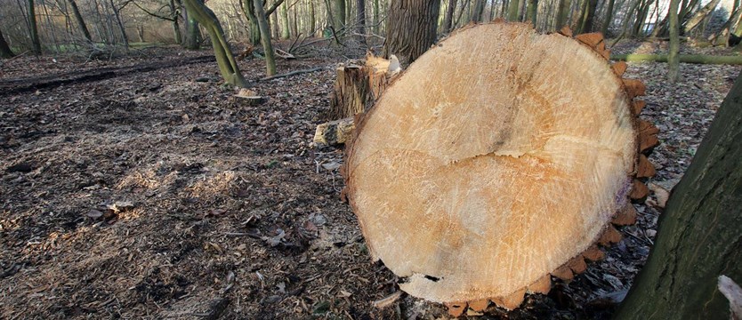 W tym roku wycięto w puszczy 93 tysiące drzew