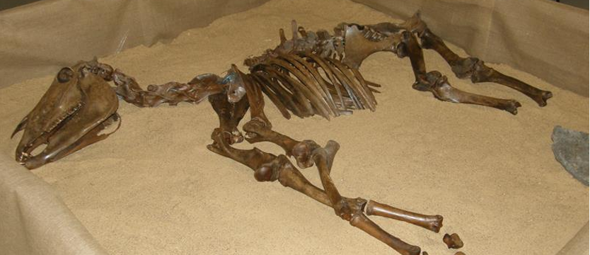 Wyspa Świętych Koni jak Biskupin