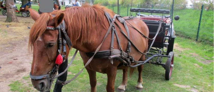 Znęcał się nad zwierzęciem? „Zabierzcie konia na zupę!”