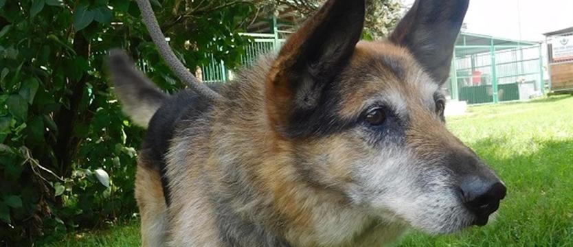 Hanys zwany Niuńkiem