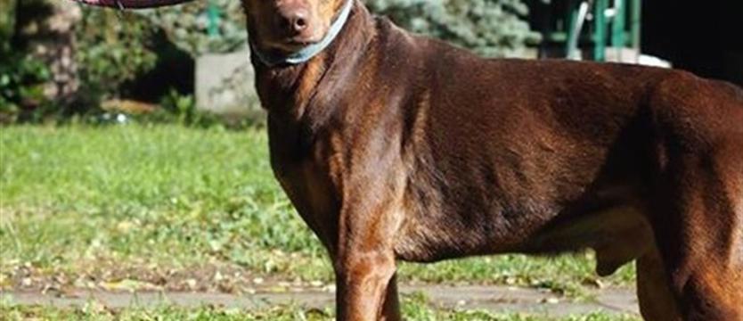 Wspaniały jak Arden