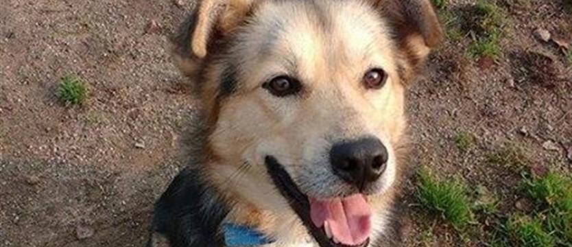 Puszek, czyli szansa na szczęście