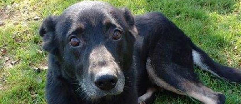 Szukamy rodziny dla tego Junaka