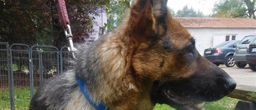 William dziś w schronisku