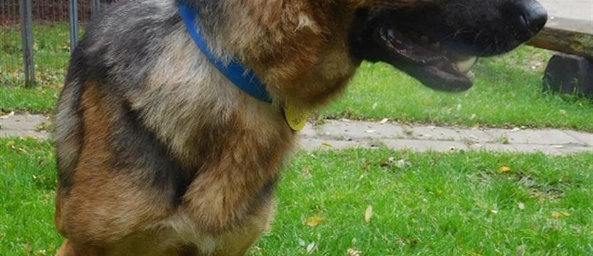 William dziś w schronisku