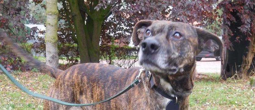 Dexter jakiego nie znacie