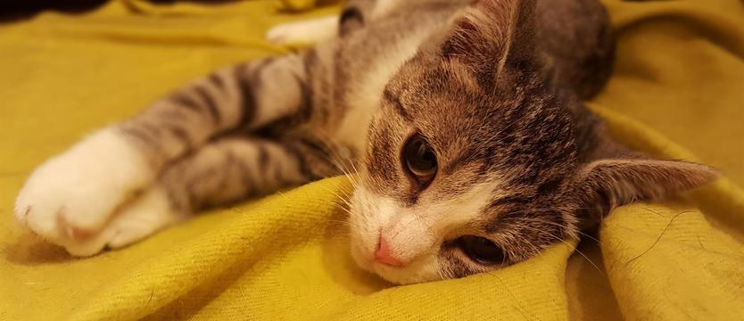 Na pomoc zwierzętom