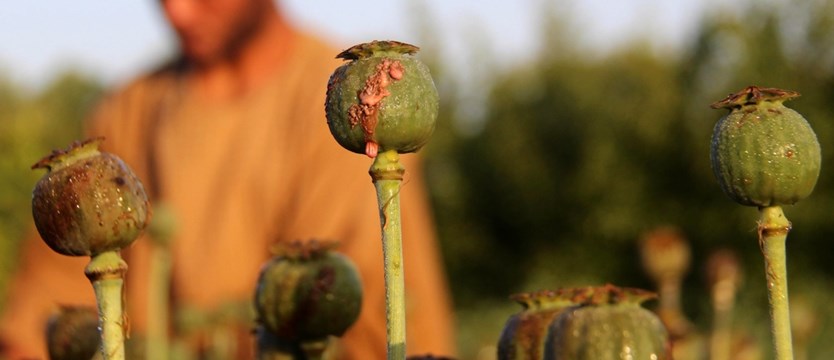Rekordowa produkcja opium