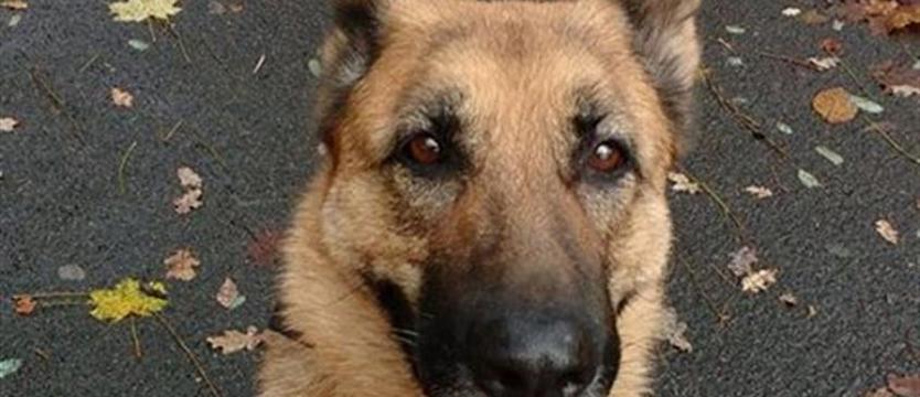 Jaka przyszłość dla Kamy?