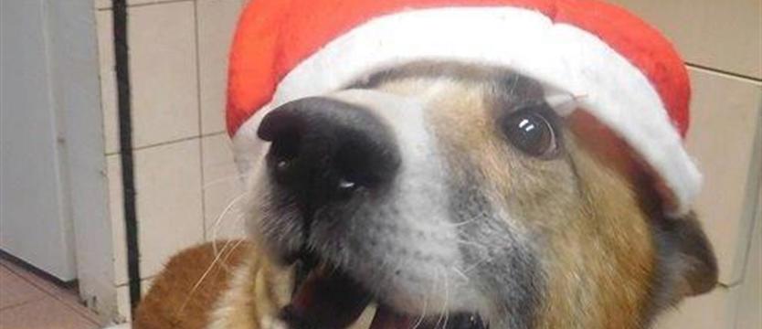 Gwiazdka na cztery łapy