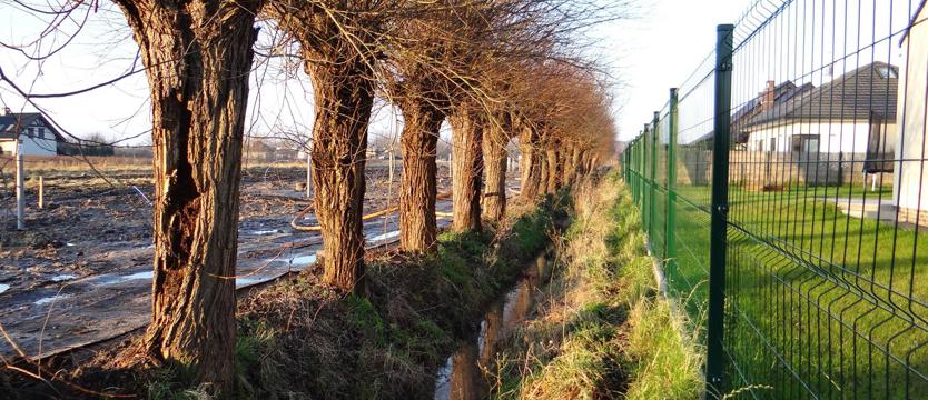 Pejzaż z wierzbami