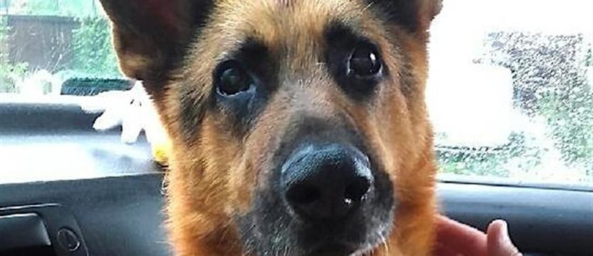 Nowe życie dla Figara