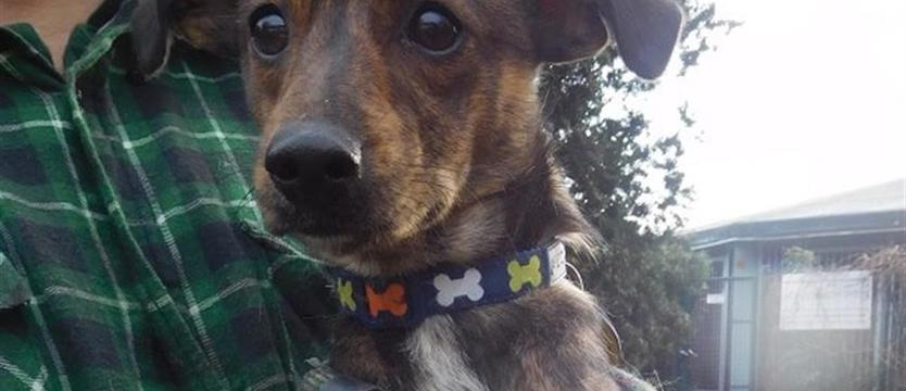 Taaakie cudo! Funia szuka domu