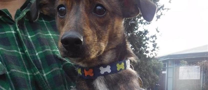 Taaakie cudo! Funia szuka domu