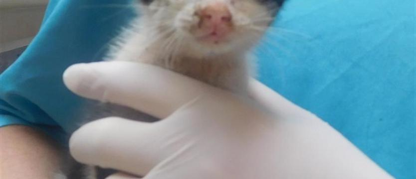 Przystojniak wypatruje człowieka