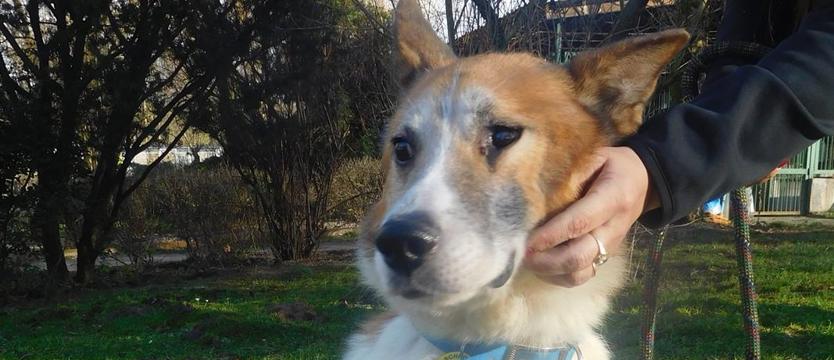 Gladiator o duszy anioła