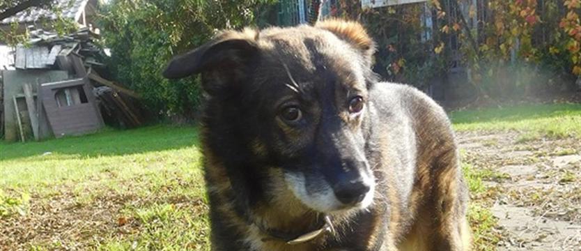 Tomcio na już i na zawsze