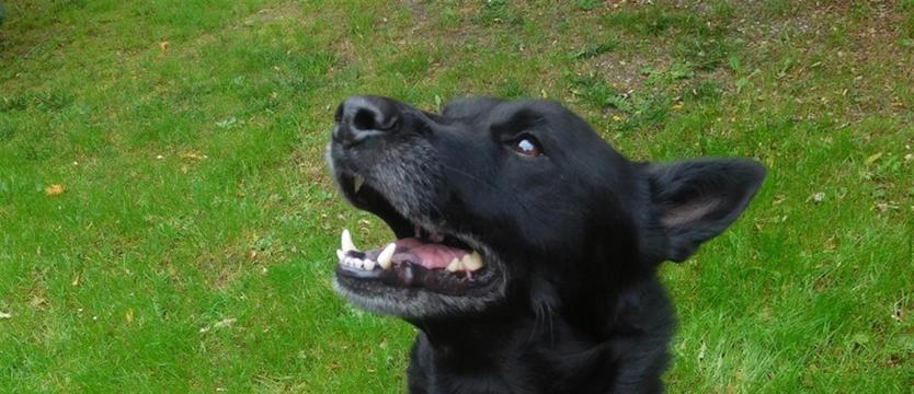 Dioks znów w schronisku